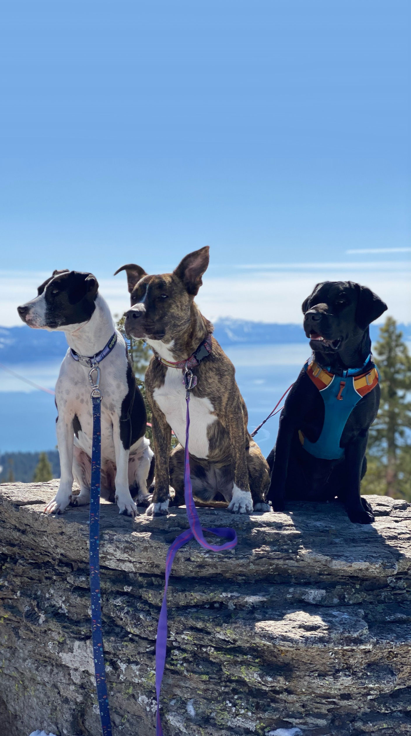 Three dogs sitting on a rock