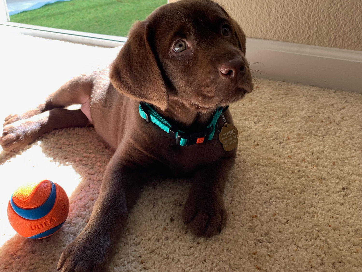 Puppy with Ball