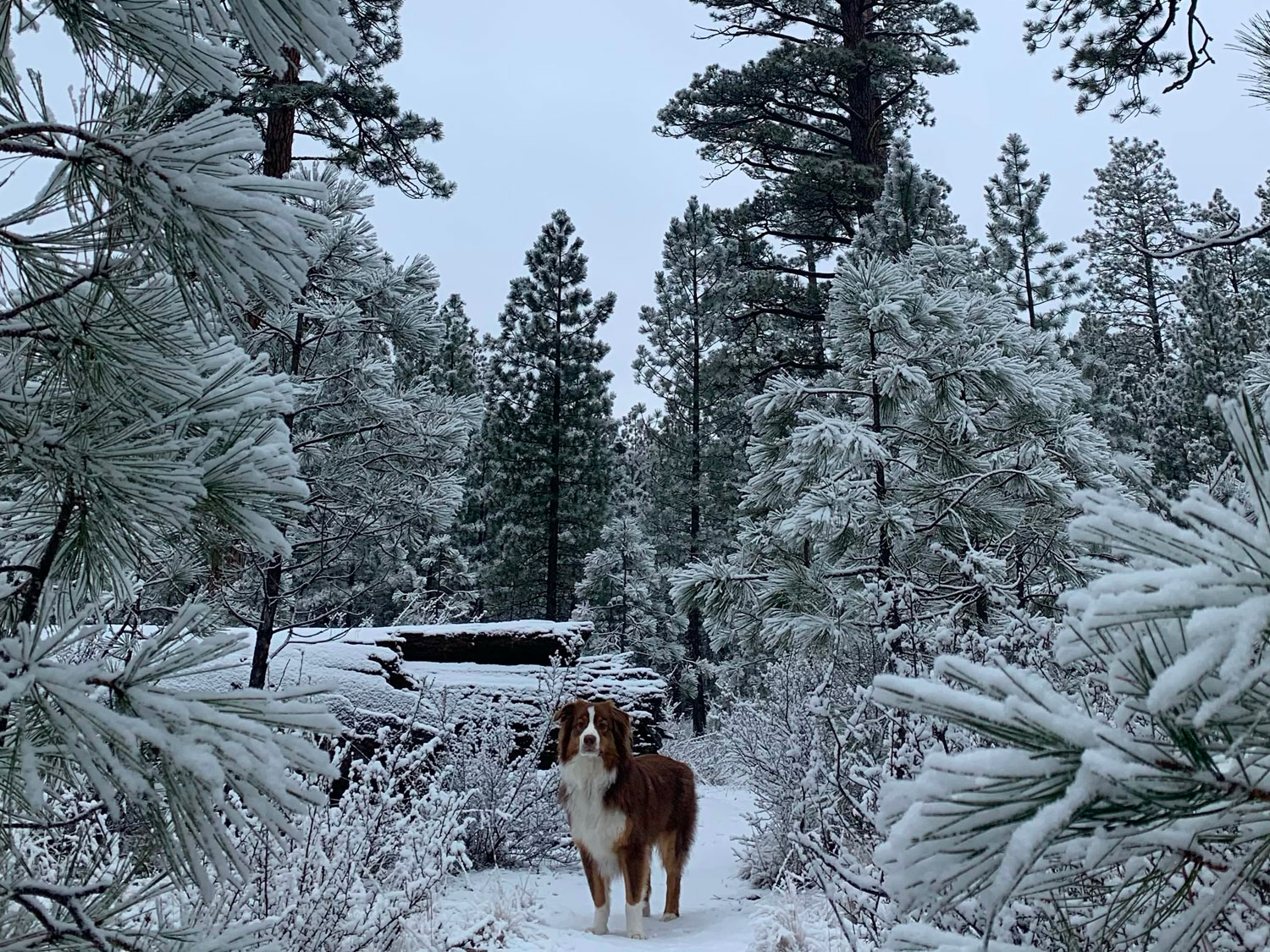 Dog in the snow