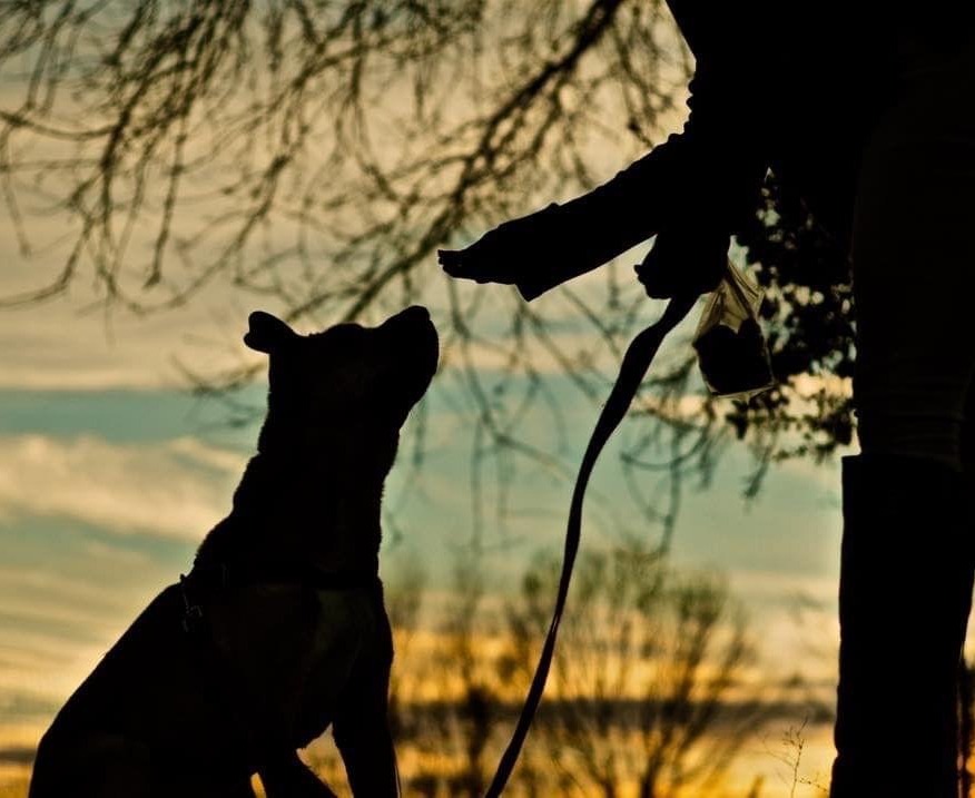 Silhouette of dog and person