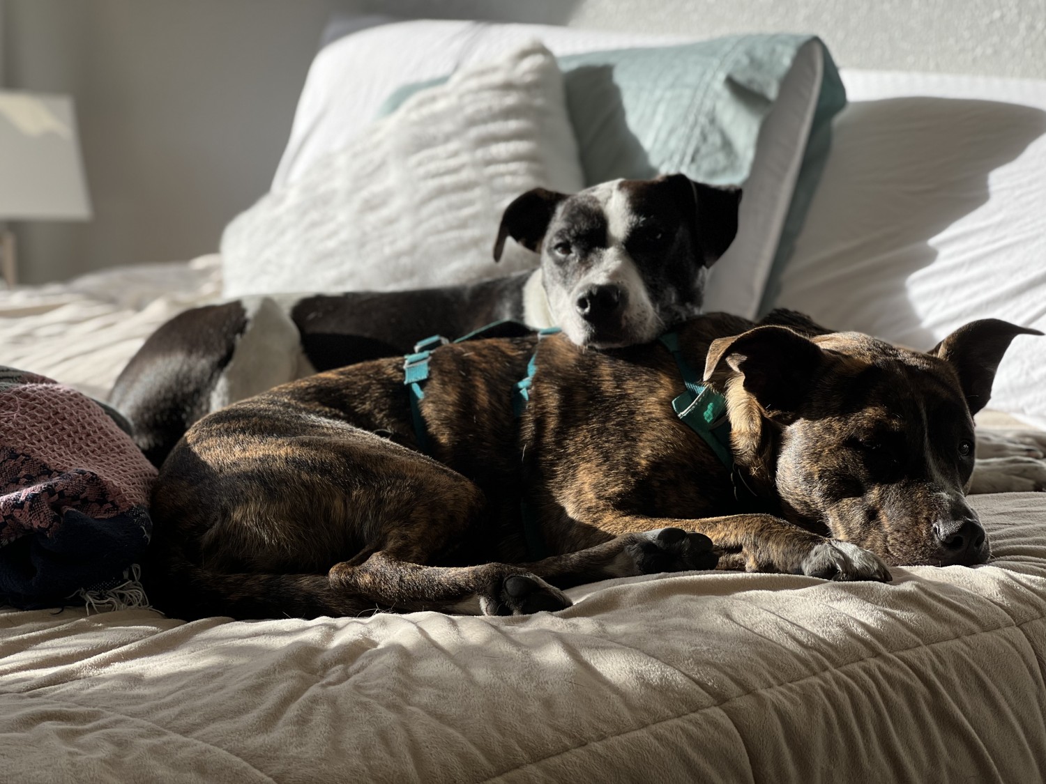 Two dogs laying on bed