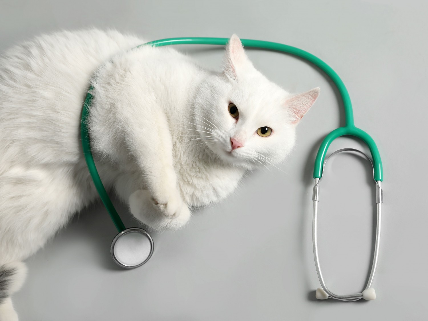 Cat with Stethoscope