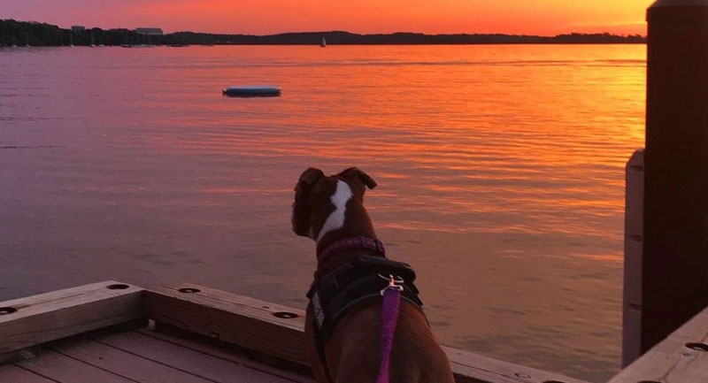 Dog enjoying sunset