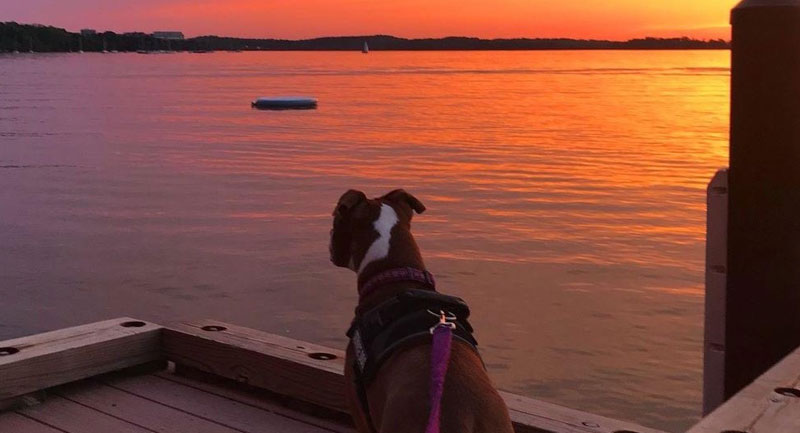 Dog enjoying sunset