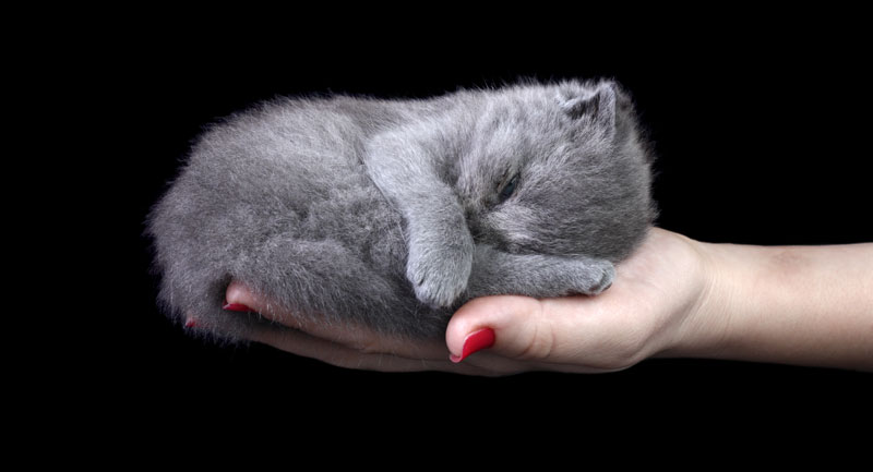 Kitten in Hand